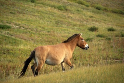 Przewalski horse released back into the wild in Mongolia. ©Getty Images