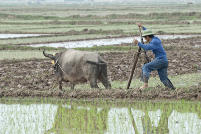 Water buffalo pulling a plough in a rice paddy. Image©iStock
