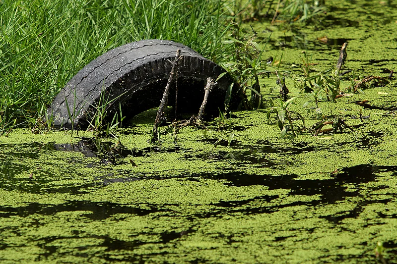 Nutrients in fertilisers cause excessive growth of plants and algae which takes oxygen and light from water animals © Getty Images