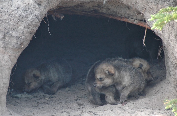 Grey wolf pups in a den ©Andrew Perry