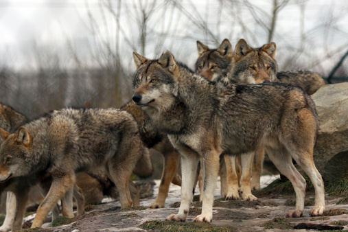 Wolf pack ©Getty Images