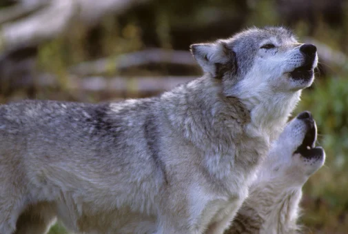 Wolves howl to communicate with others. © Getty Images