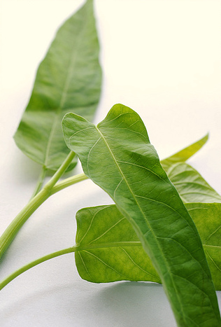 Water spinach. Photo©kidcyber