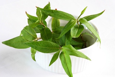 Vietnamese mint. Photo©Getty