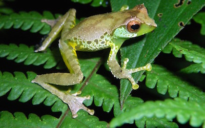 Male Quang's tree frogs sing different songs to attract females.