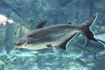 Mekong Giant Catfish Photo©Getty