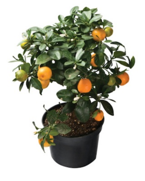 New Year cumquat tree. Photo © Getty Images