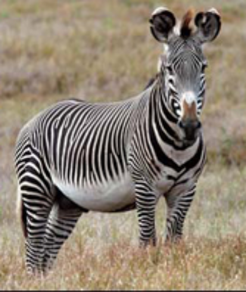 Grevy's zebra have big, rounded ears. Getty Images