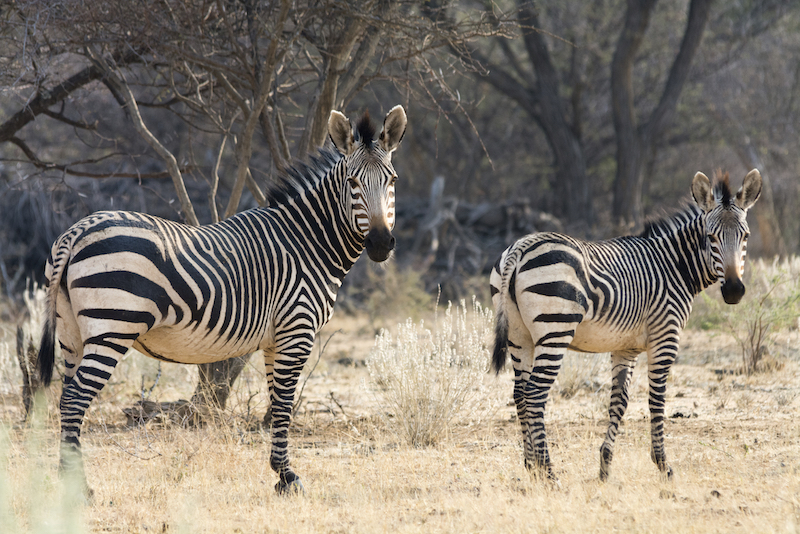 The stripes of a mountain zebra's rump are widely spaced. Getty Images
