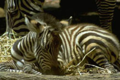 A newborn zebra foal. ©Getty Images