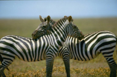 No two zebra patterns are alike Getty