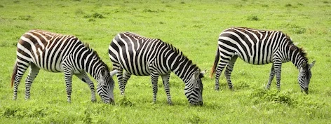 zebrasgraze_jup.jpg