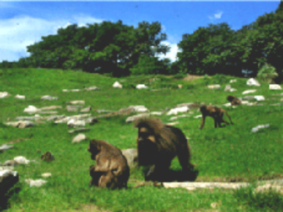 A baboon exhibit in a modern zoo ©kidcyber