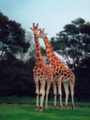 Giraffes in an open range zoo ©kidcyber