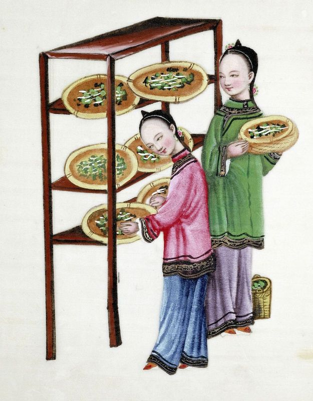 The Chinese were the first people to learn how to make silk from the cocoons of silkworms. They were making it 5000 years ago. © Getty Images