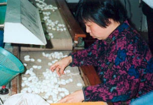 This woman is inspecting the cocoons. She will remove any that are damaged. Photo©kidcyber
