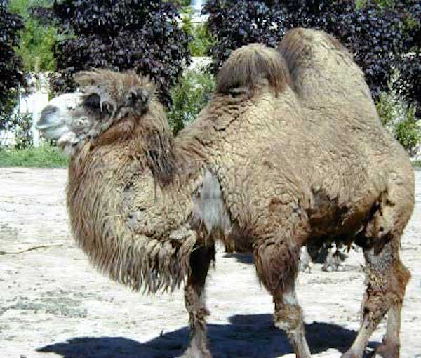 A bactrian camel beginning to moult. Getty Images