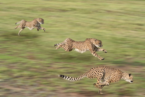 The fastest animal: the cheetah. Getty Images