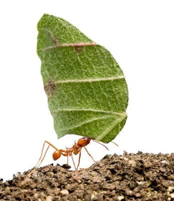 Leafcutter ants grow their own food! Getty Images