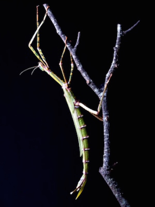 One kind of adaptation is camouflage. This is a stick insect. Getty Images.