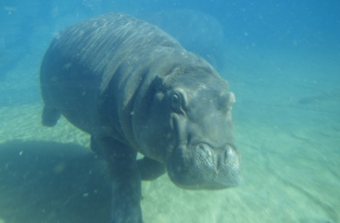 A hippo walking on the river bed, with ears flattened and nostrils shut. ©Getty Images