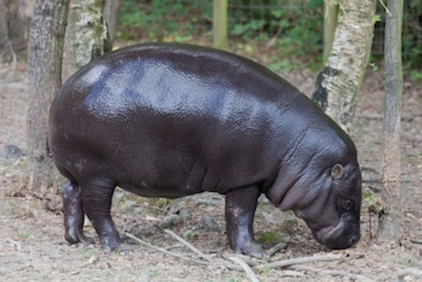 Pygmy hippo habitat is forest near swampy areas. ©Getty Images
