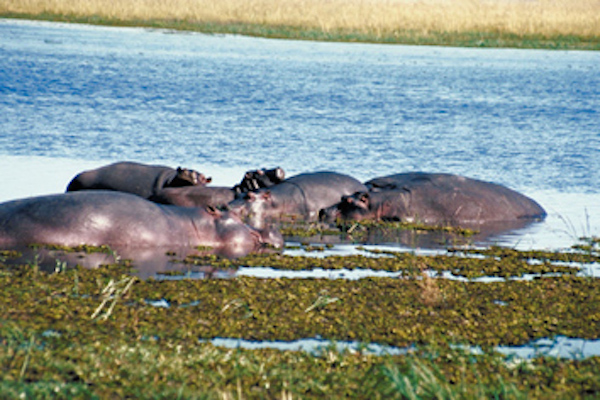 Common hippo's habitat is river or pools in grasslands ©Getty Images