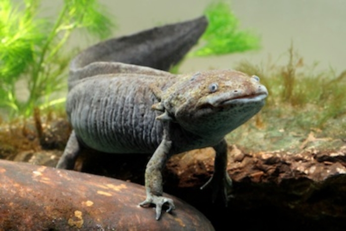 A black axolotl © Getty Images