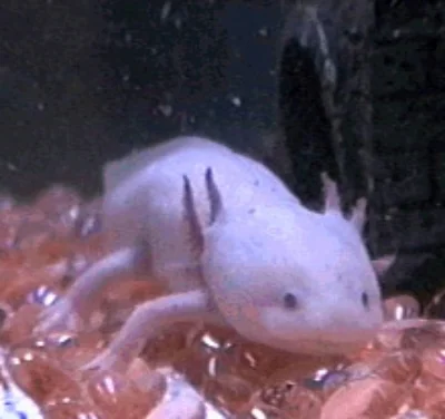 A white axolotl with pink pebbles in its tank. ©Getty Images