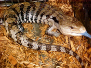 Blue tongue lizard ©Getty Images