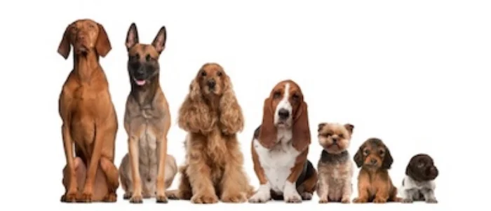 Dog breeds are all shapes and sizes ©Getty Images