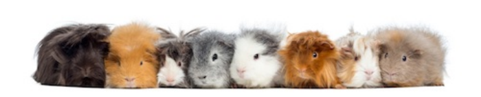 Guinea pigs are different colours ©Getty Images