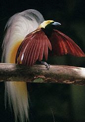 A male Greater Bird of Paradise