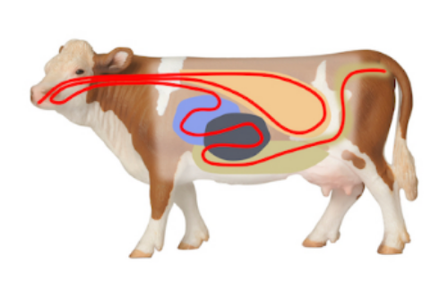 All ruminants have stomachs with 4 parts. © Getty Images