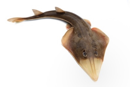 The skate is in the same family of fish as the stingray. ©Getty Images