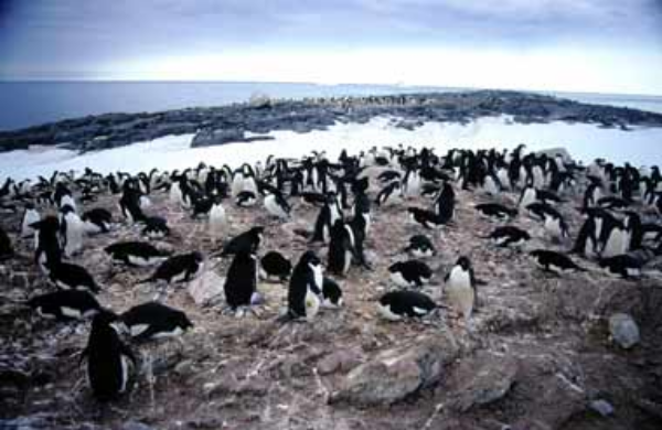 Adelie penguins: the smallest Antarctic penguins © Getty Images