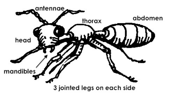 ant-annotated.jpg