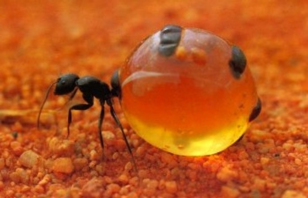 Honeypot ant ©Getty Images