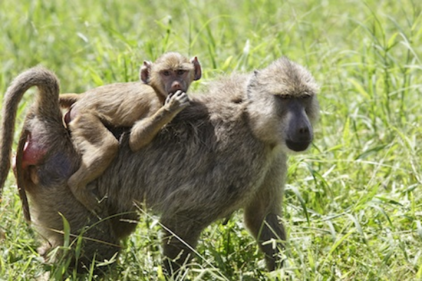 Baboons are old world cheek-pouched monkeys. This adult has stored food in her cheek pouches. ©Getty Images