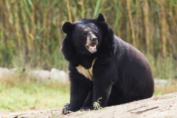 Asiatic black bear has a crescent shaped patch of white fur on its chest ©Getty Images