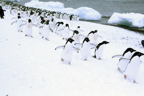 penguins_adelie_jup.jpg
