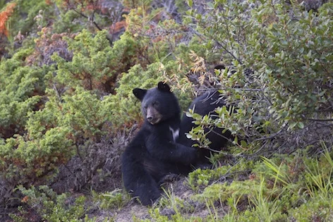 bearasiablack_habitat_jup.jpg