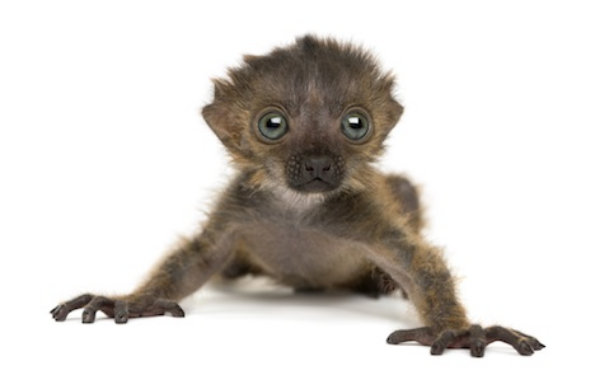 3 week old black lemur, the only primate with blue eyes. ©Getty Images