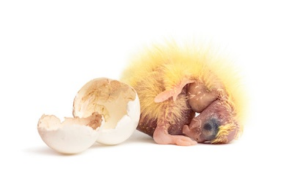 Newly hatched cockatiel chick ©Getty Images
