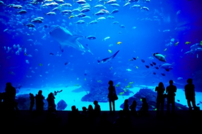 This saltwater aquarium is huge! ©Getty Images