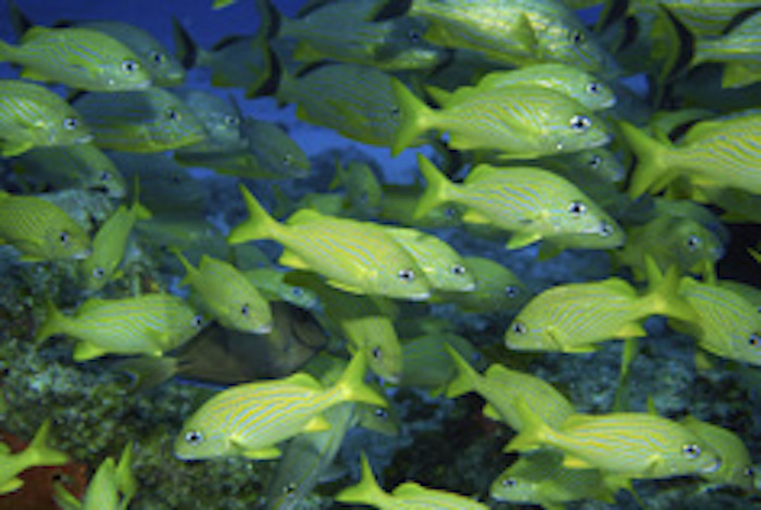 A group of fish is called a school of fish ©Getty Images