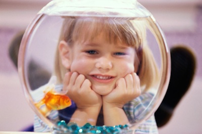 Pet goldfish are a good pet to start off with. Getty Images