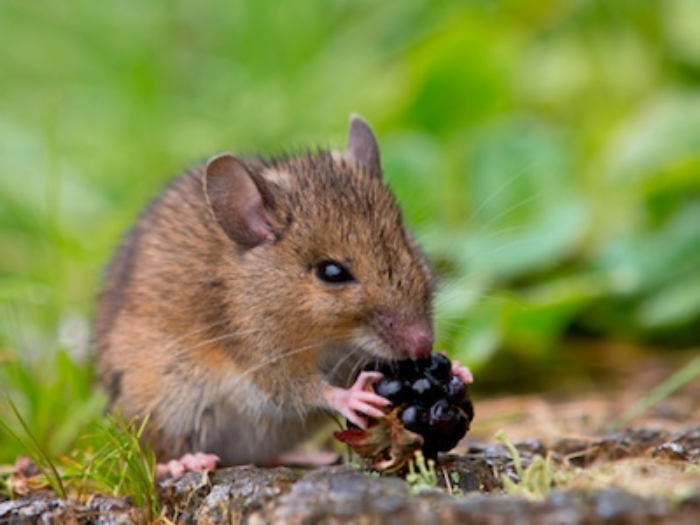 Wild field mouse ©Getty Images