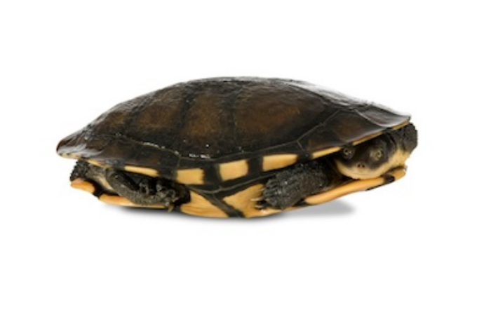 Australian long-necked turtle hiding in its shell ©Getty images