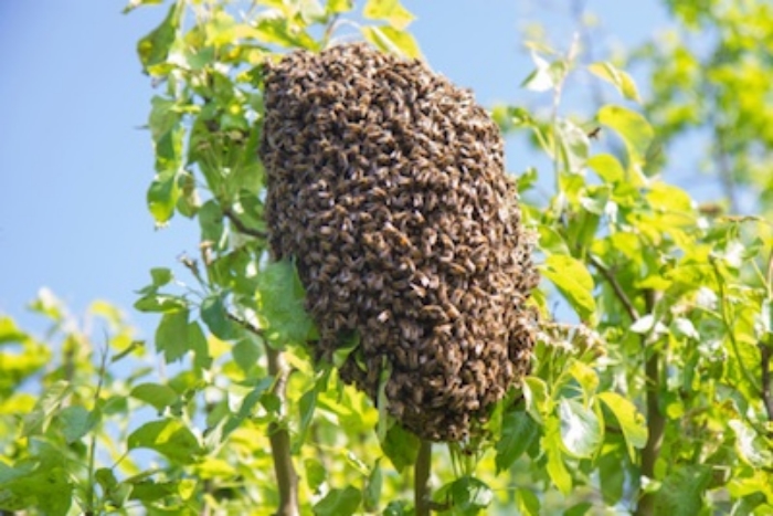 A swarm of bees ©Getty Images